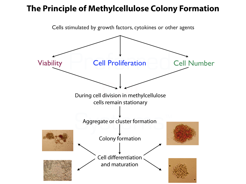 Methylcellulose, Colony-Forming Cell (CFC) or Unit (CFU) Reagents for Hematopoietic Stem and Progenitor Cells